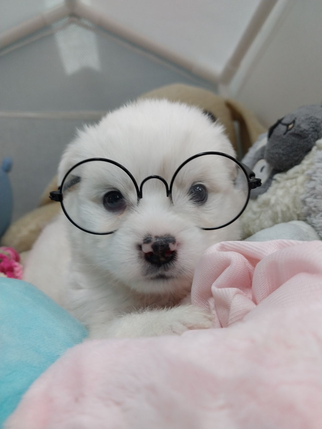 종료(입양) 믹스견…